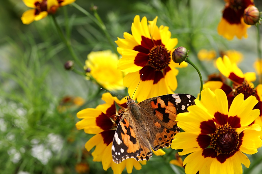akkerranden akkerrand bloem bloemen flora hdr polder gewas landbouw biodiversiteit landschap cannabis wiet marihuana hasj hennep